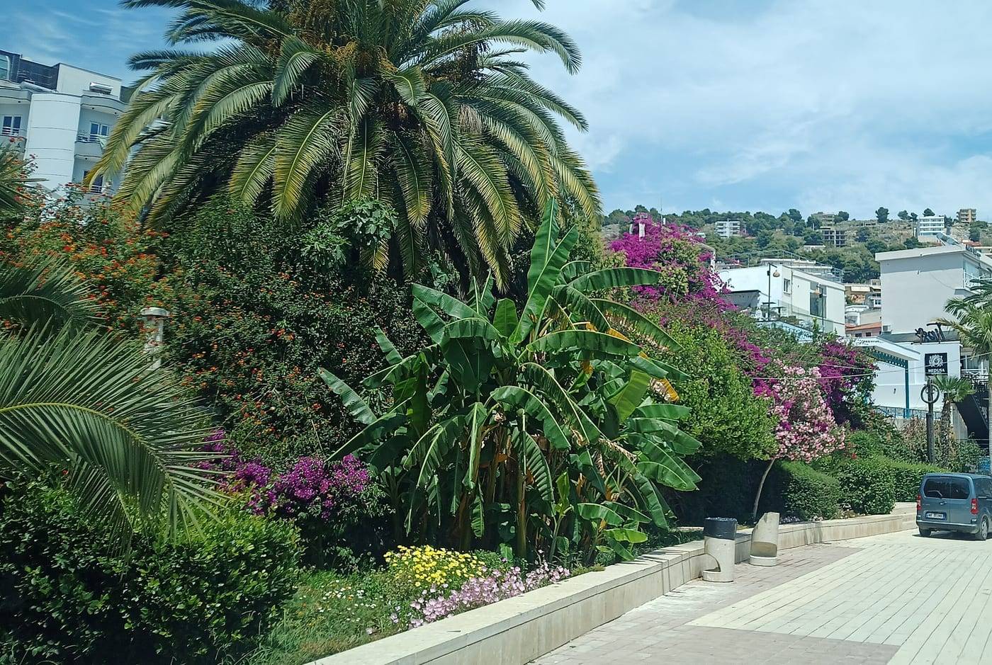 A palm-lined stretch of Saranda's promenade with bougainvillea in bloom
